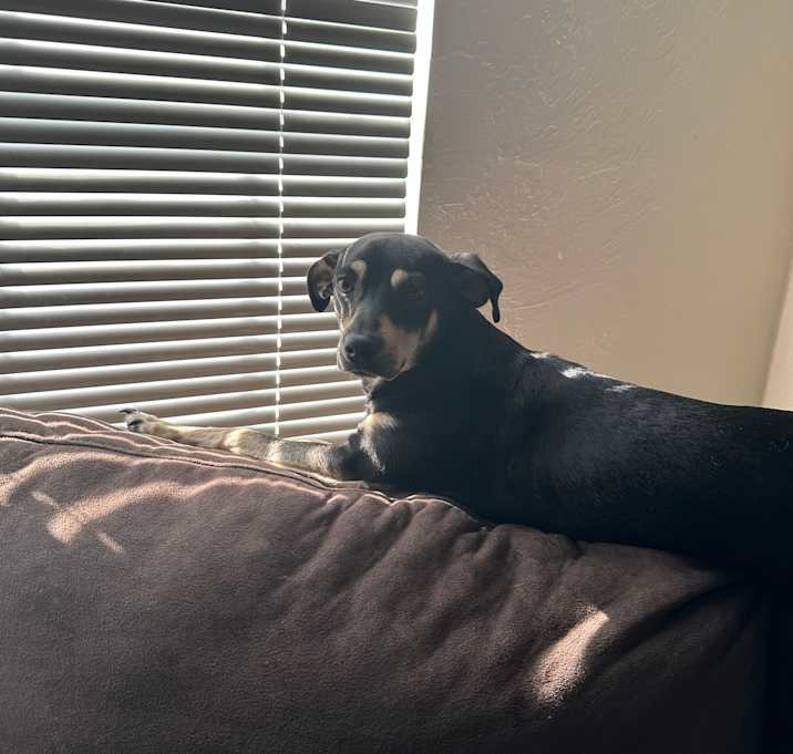 Photo of milo