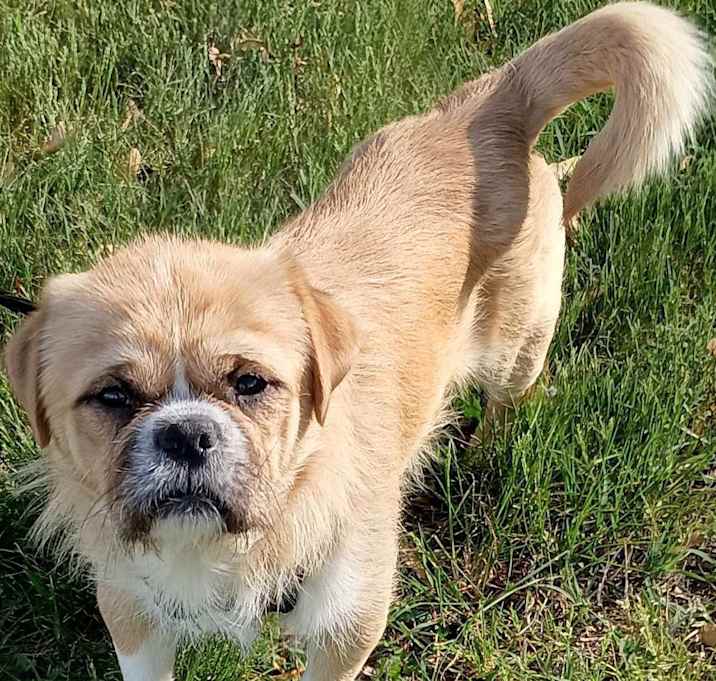 Photo of Harvey