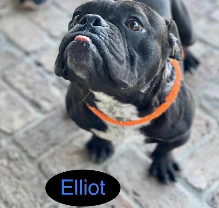 Photo of ELLIOT