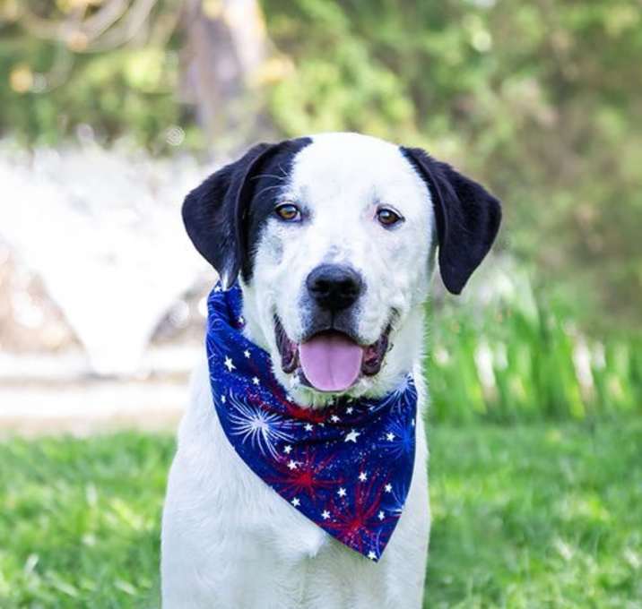 Photo of Woody