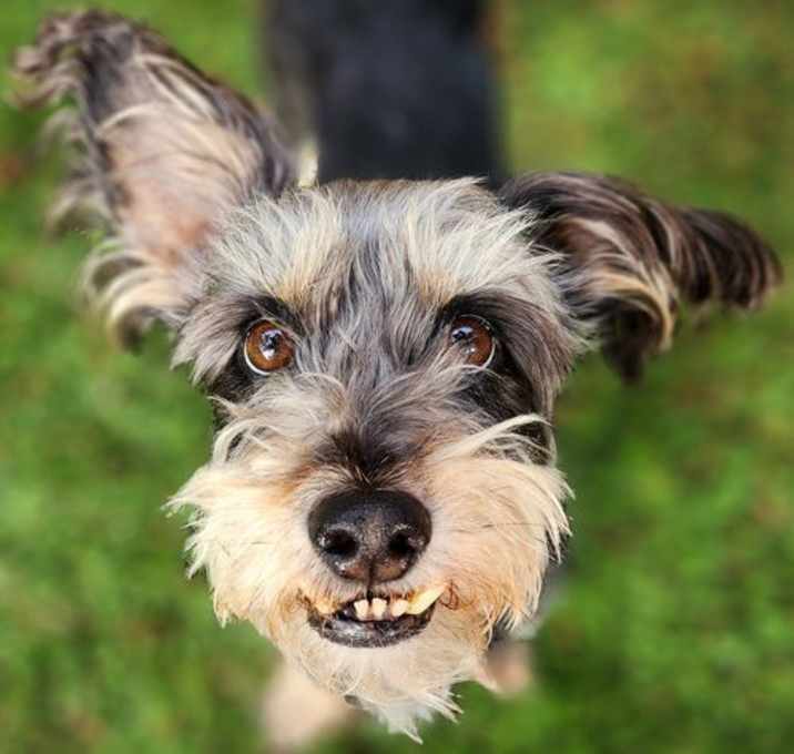 Photo of Baron