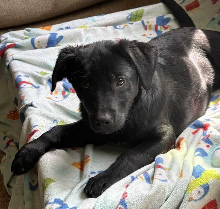 Photo of Pixel