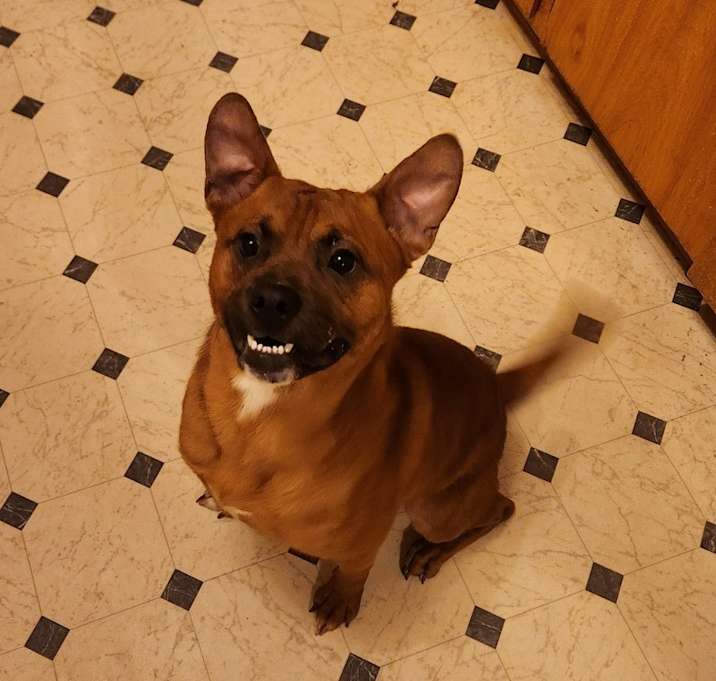 Photo of Lucky