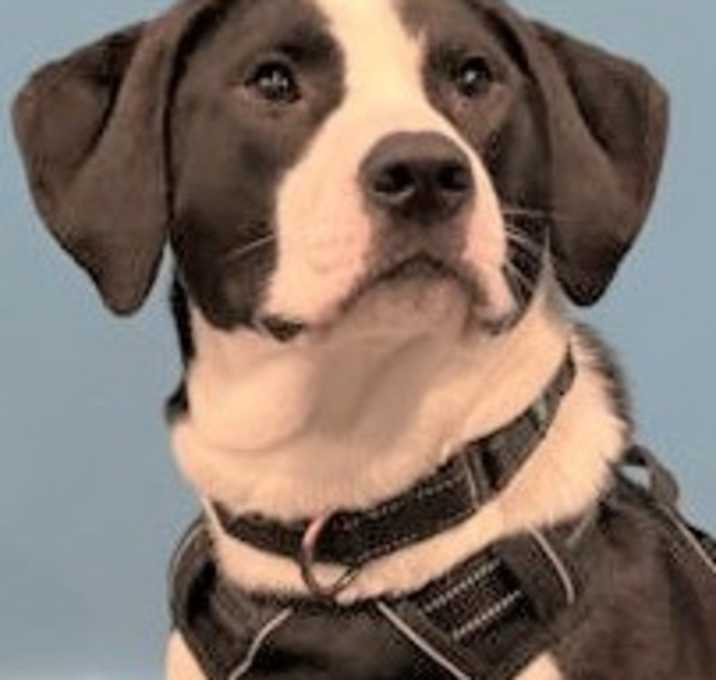 Photo of Hamilton