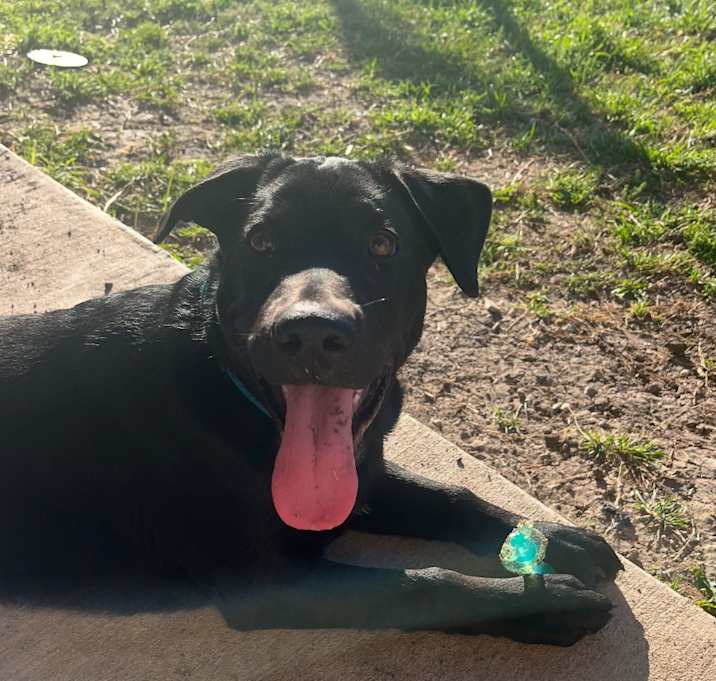 Photo of Milo