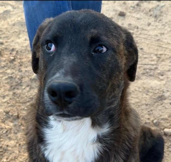 Photo of Bear