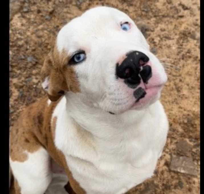 Photo of Bo