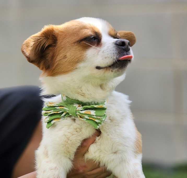 Photo of Lucifer (Adoption in progress)
