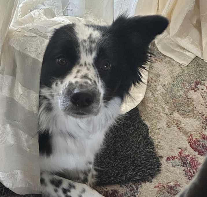 Photo of Alice