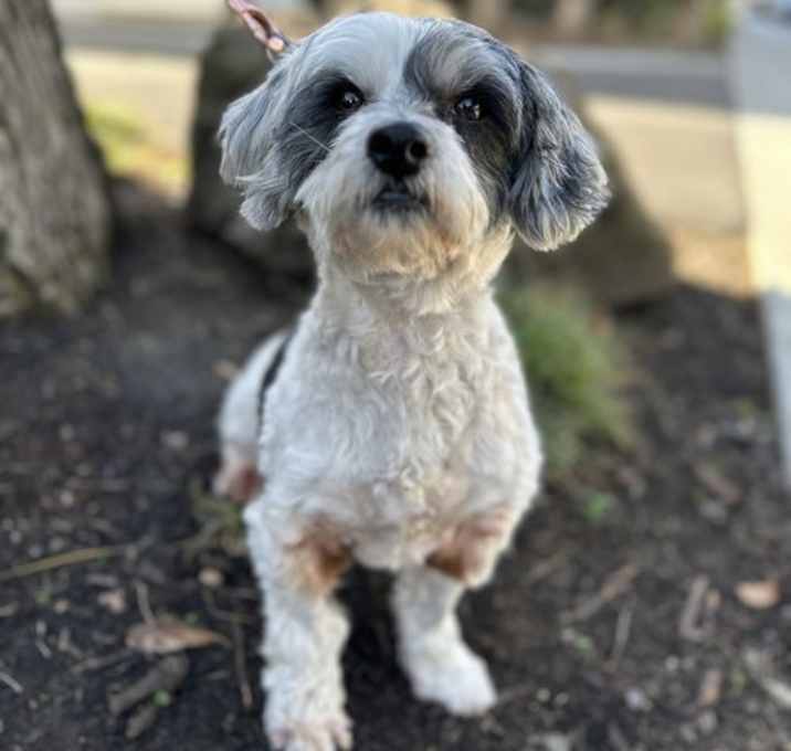 Photo of Lumi