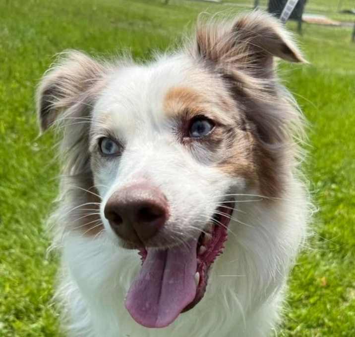 Photo of Gracie