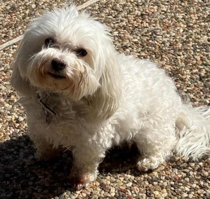 Photo of Thor- poodle
