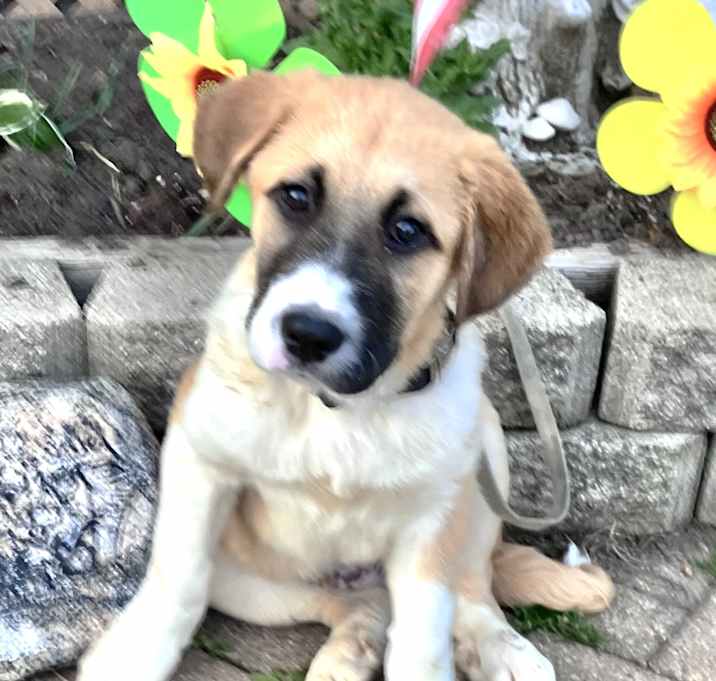 Photo of SirPaw