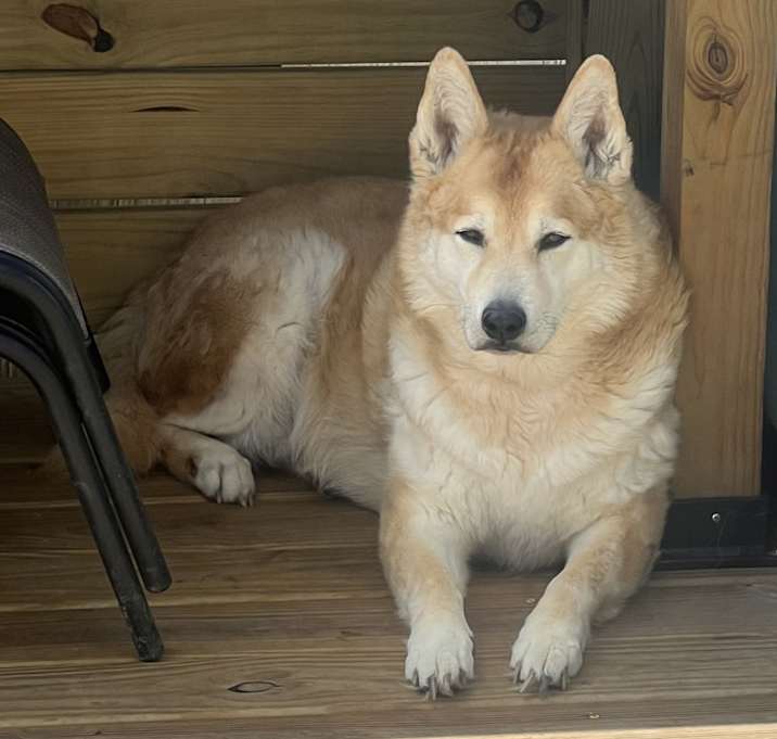 Photo of Ruger