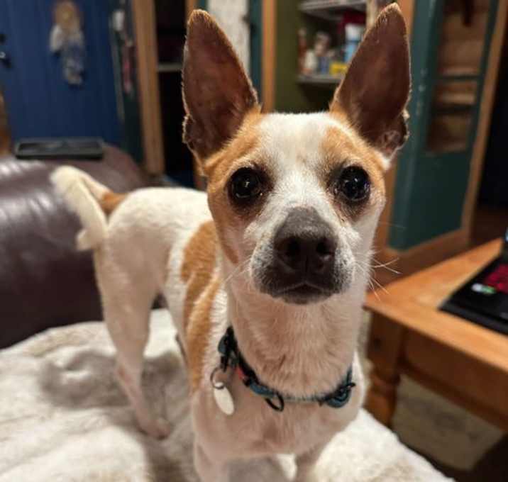 Photo of Nacho