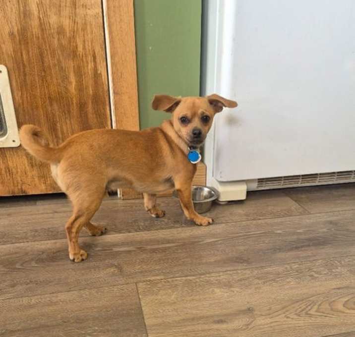 Photo of Alfie
