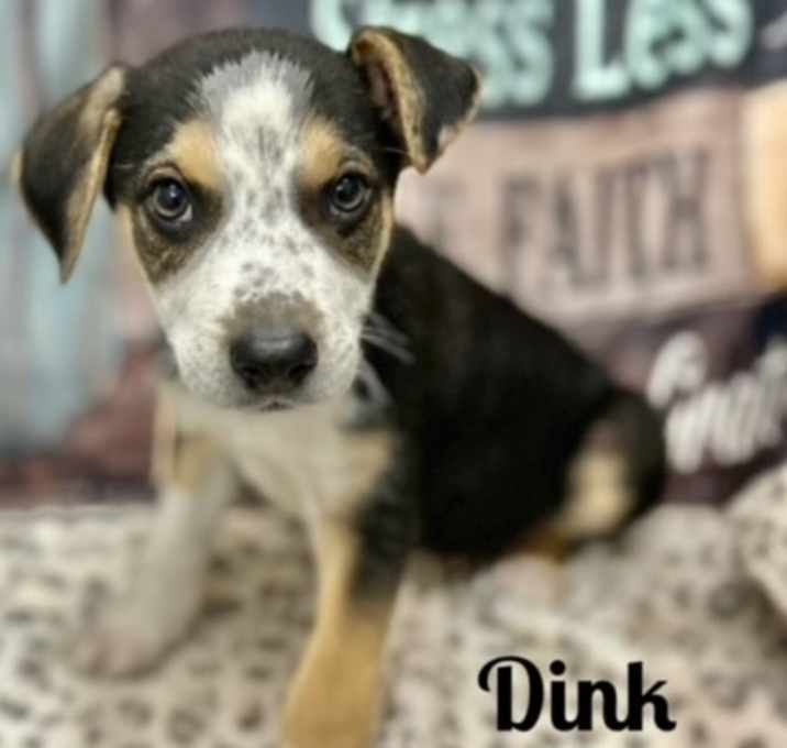 Photo of Dink in CT