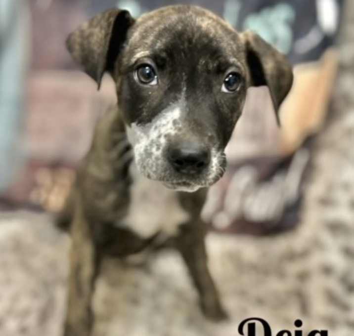 Photo of Deja in CT