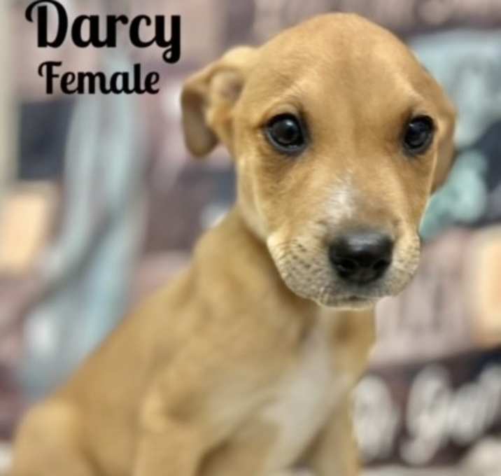 Photo of Darcy in CT