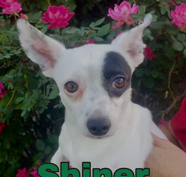 Photo of Shiner in Texarkana TX
