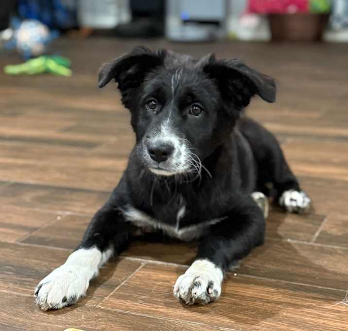 Photo of Rascal