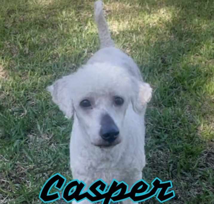 Photo of Casper in Texarkana TX