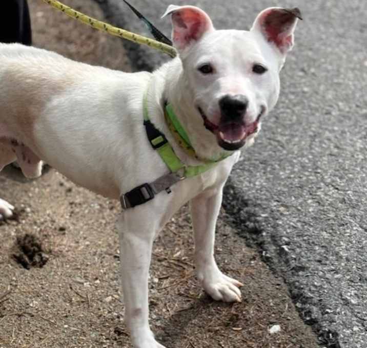 Photo of Barley(Charlie) 