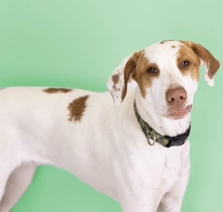 Photo of Bo