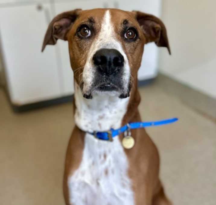 Photo of Roxie
