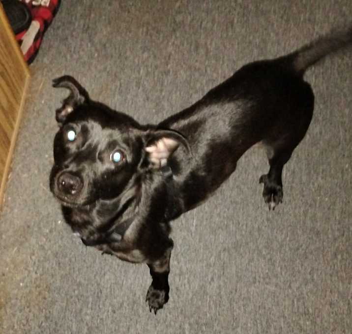 Photo of Lucky
