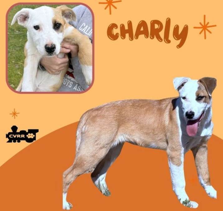 Photo of Charly