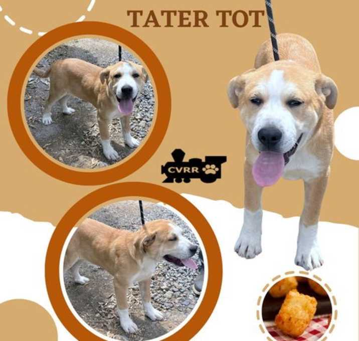 Photo of Tater Tot (Puppy)