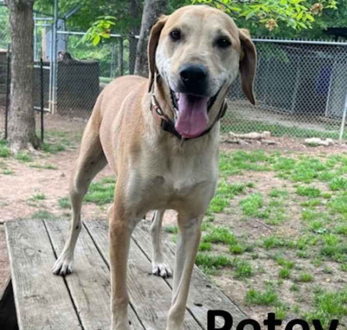 Photo of Petey