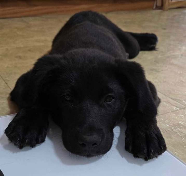 Photo of Scooter