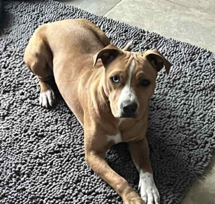 Photo of Honey