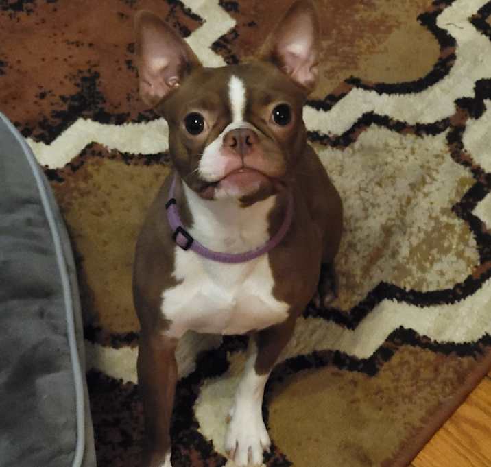 Photo of Lulu