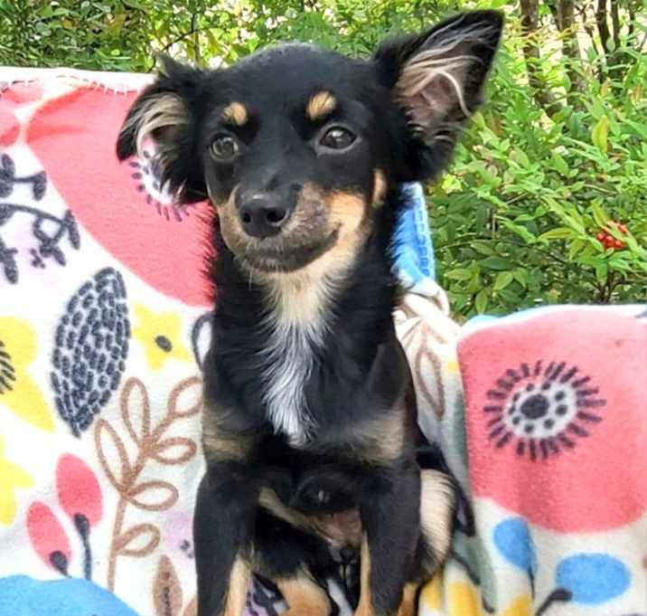 Photo of Blossom