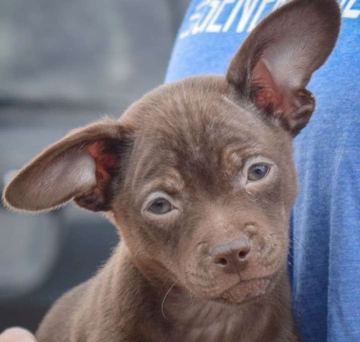Photo of Taco