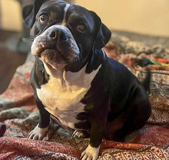 Photo of Cookie
