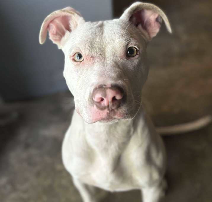 Photo of Pearl