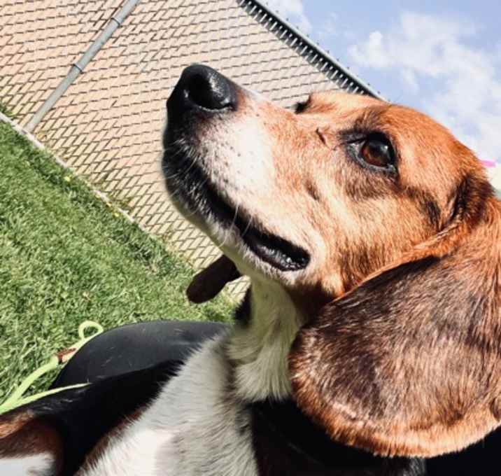 Photo of Bubba