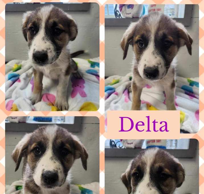 Photo of Delta