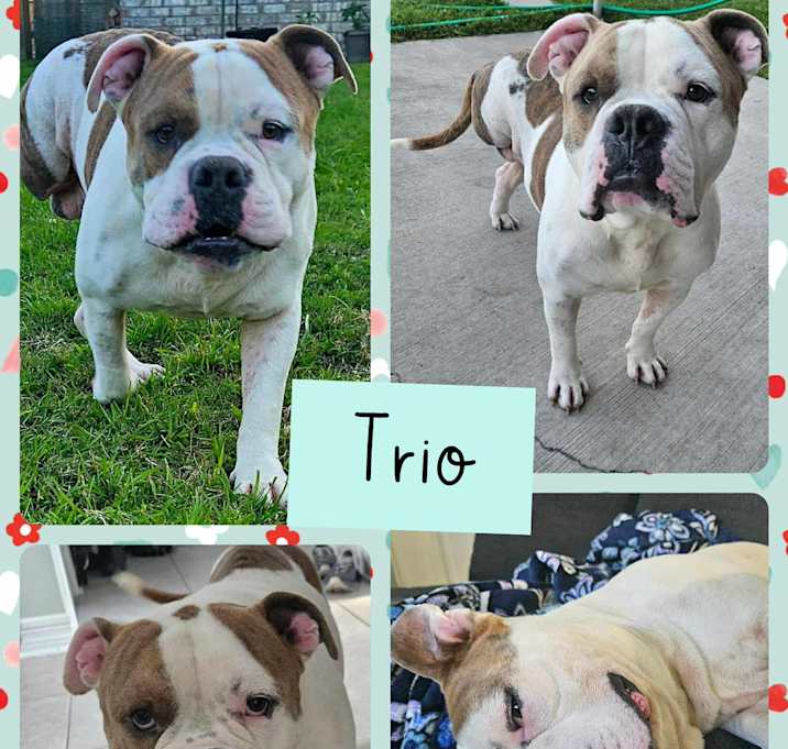 Photo of Trio