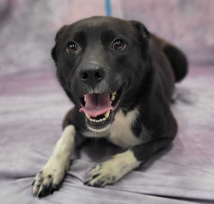 Photo of Romeo
