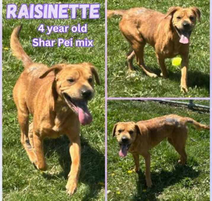 Photo of Raisinette