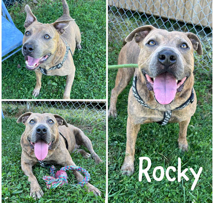Photo of Rocket AKA Rocky