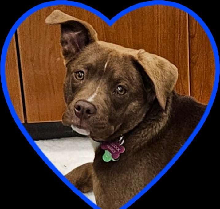 Photo of Pixie - Local