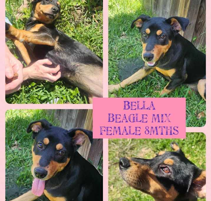 Photo of Bella