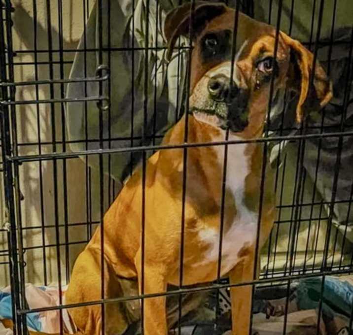Photo of Daisy