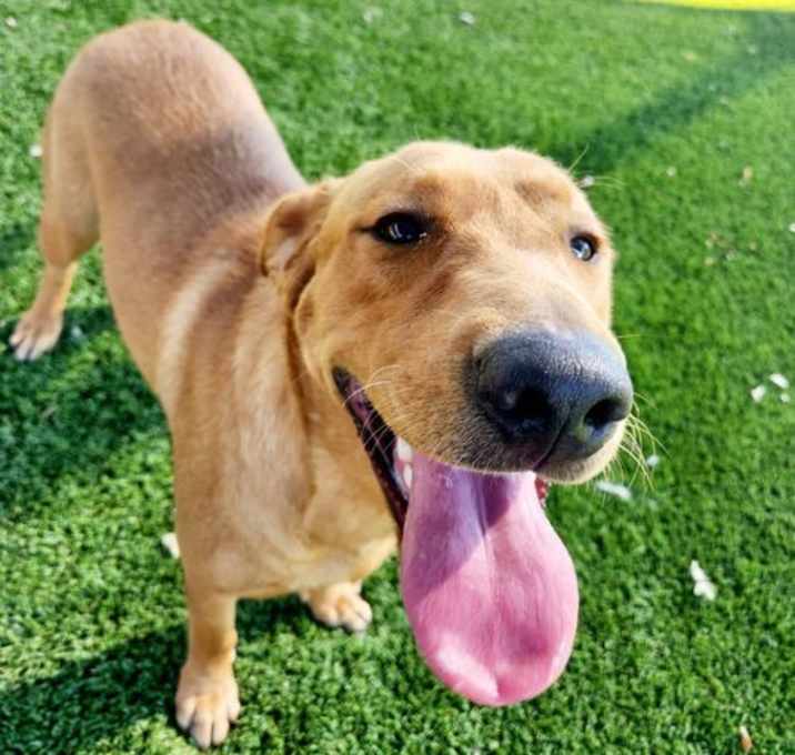 Photo of Bailey